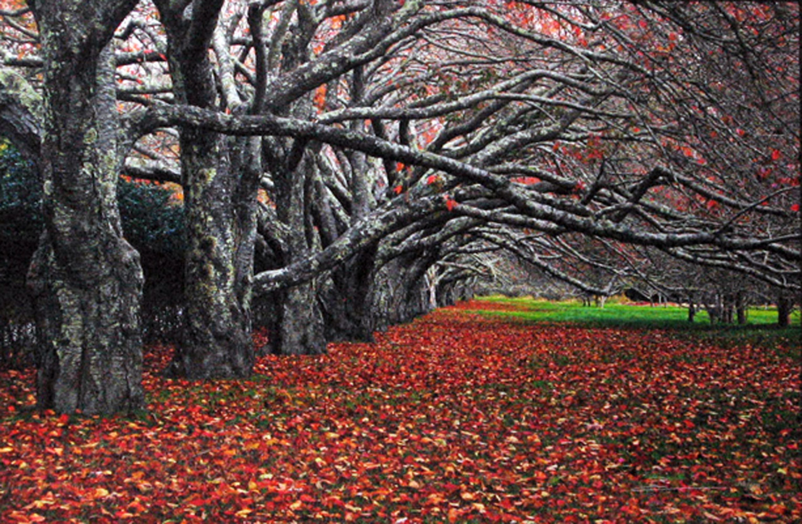 peter lik tree of the universe for sale