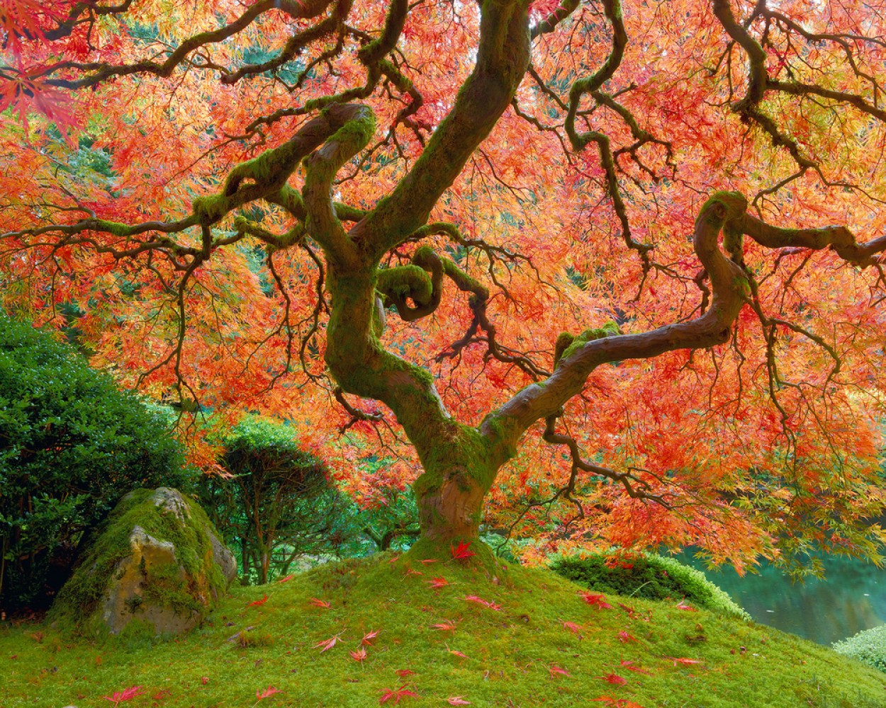 Peter Lik Art for Sale