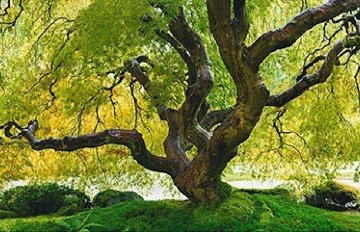 peter lik tree of the universe for sale